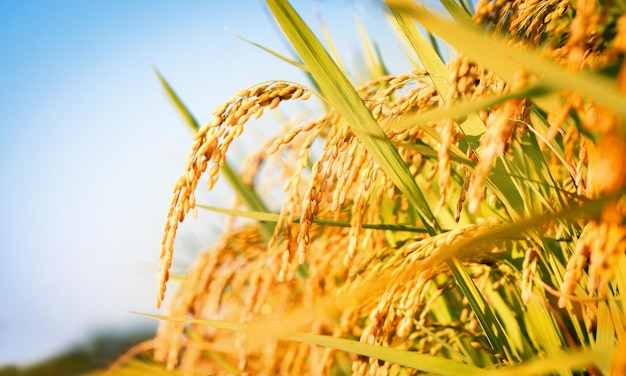 Paddy field landscape with ripening crops in autumn sunlight and yellow rice ears and rice bountiful