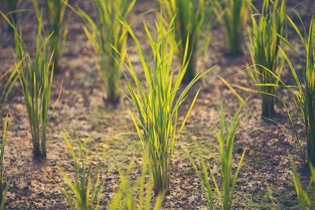 Paddy field, rice field sunset