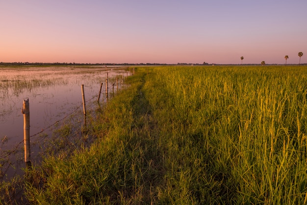 Paddy field during sunset, Surin, Thailand