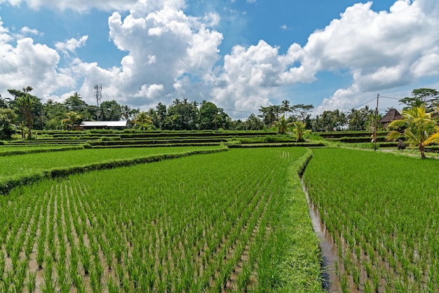 Paddy field in Ubud Bali Indonesia