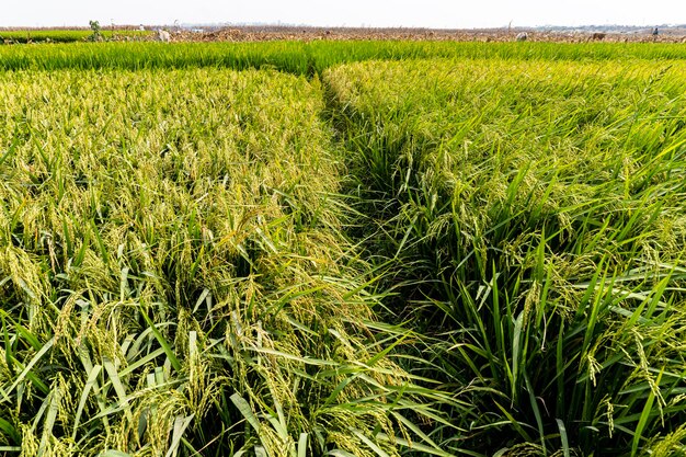 Paddy field with beautiful green background Agricultural area in the northern Bangladesh Bangladeshi paddy filed