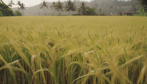 Paddy fields in Ubud Bali