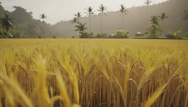 Paddy fields in Ubud Bali