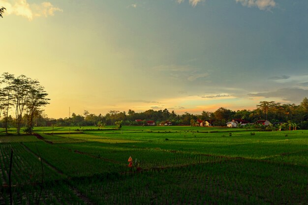 Paddy Fields