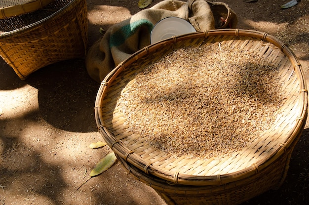 The paddy is dried by the sun on a wicker tray It is a folk wisdom to dry rice before using it for cooking or other production Thailand traditional