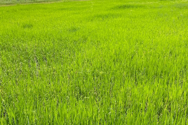 Paddy rice field in rainy season. Smartphone shot.