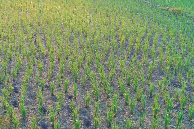 Paddy rice field in Thailand