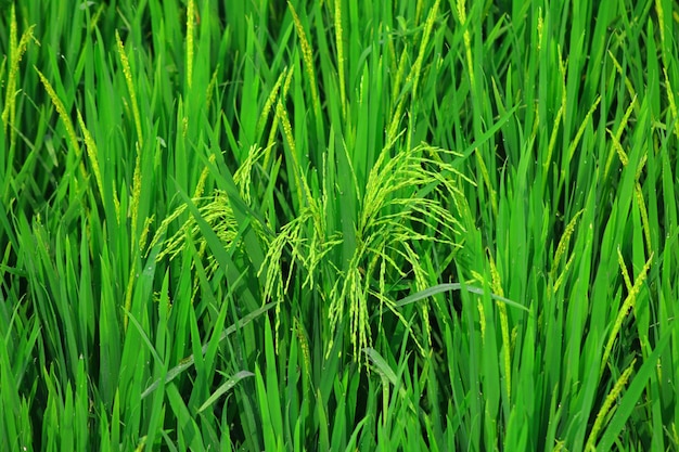 Paddy or rice field in the village.Rural scenery or landscape view.