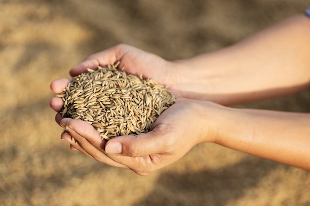 Paddy rice in the hands of the farmer.