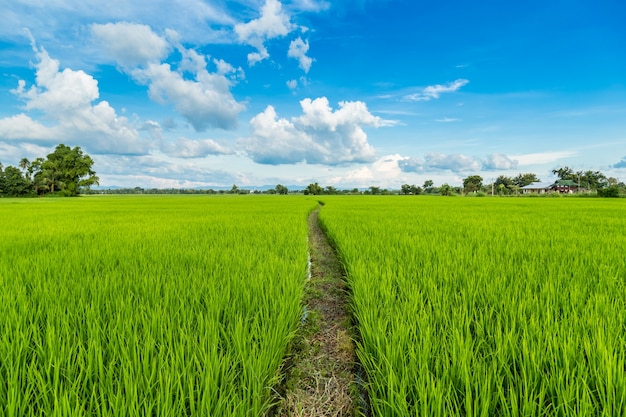 paddy rice and rice field with blue sky