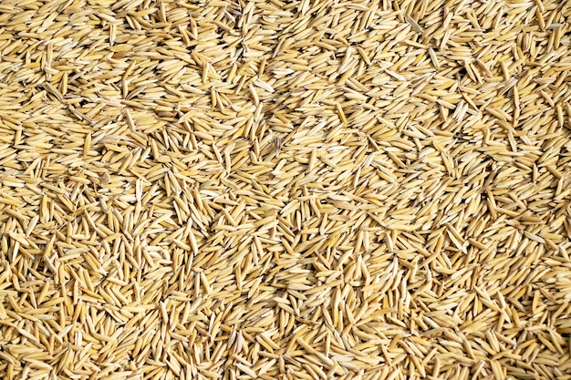 Paddy rice texture for background and wallpaper in gold color.