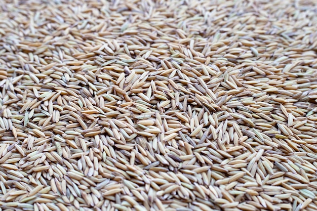 Paddy rice on white background