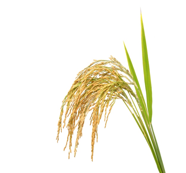 Paddy rice with green blade, Ears of jasmine rice isolated on white background.