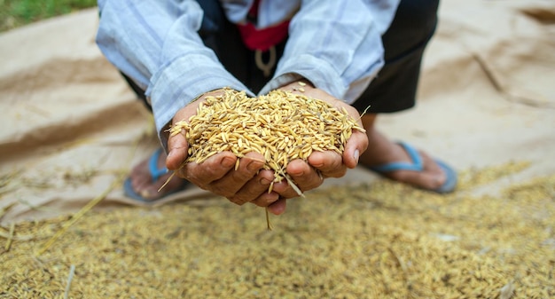 Paddy seeds in the hands of farmers after harvesting in Asia golden yellow paddy in hand