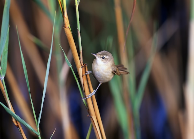 The paddyfield warbler (Acrocephalus agricola) is photographed very close up. Soft morning light accentuates the details of the bird's plumage and habit