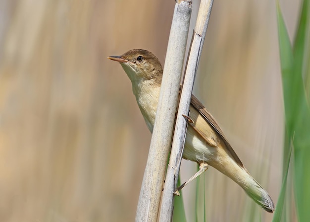 Paddyfield warblerclose up photo on blurred background