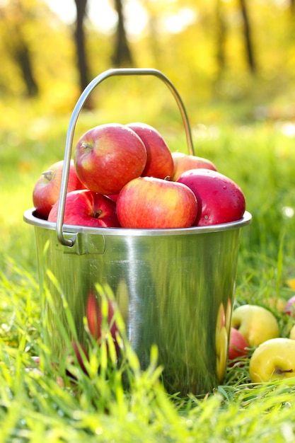 Pail of fresh ripe apples in garden on green grass