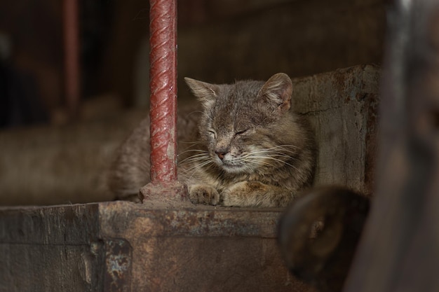 Painful street cat with scratches and injuries on the head in the streets Caring for street animals