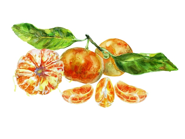 Paint of orange fruit with leaves Watercolor handdrawn elements Isolated on white background