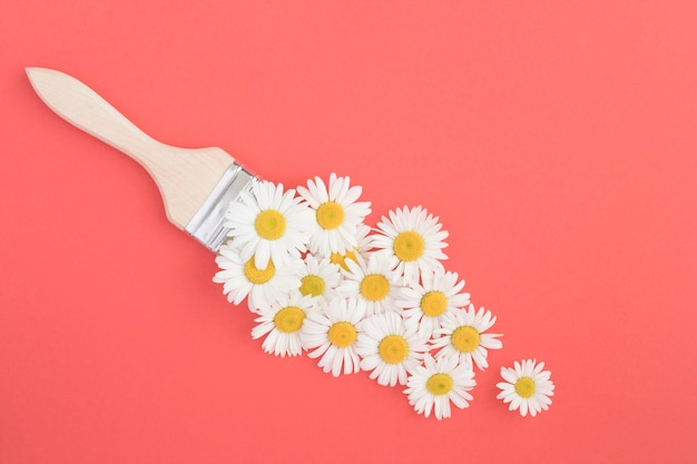 Paintbrush with chamomiles on the red surface. Top view. Copy space. Summer  flowers concept.