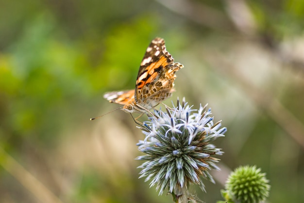 Painted lady butterfly on blooming Echinops, green background