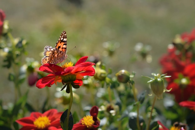 Painted lady butterfly on a red dahlia flower close up