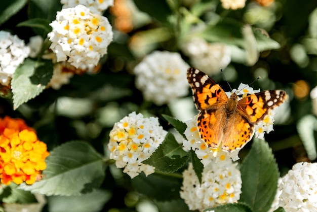 Painted Lady (Vanessa Cardui) butterfly on blooming bush close up