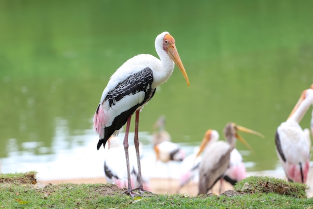 The Painted Stork bird Mycteria leucocephala in garden