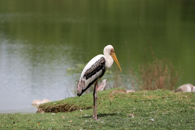 The Painted Stork bird Mycteria leucocephala in garden