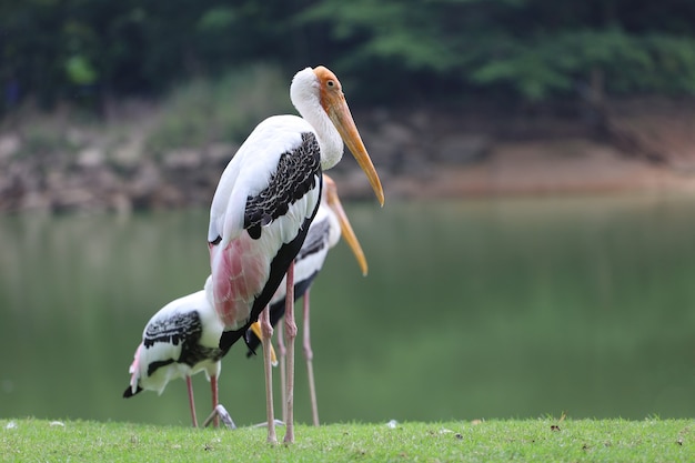 The Painted Stork bird standing in the grass with a lake in the background