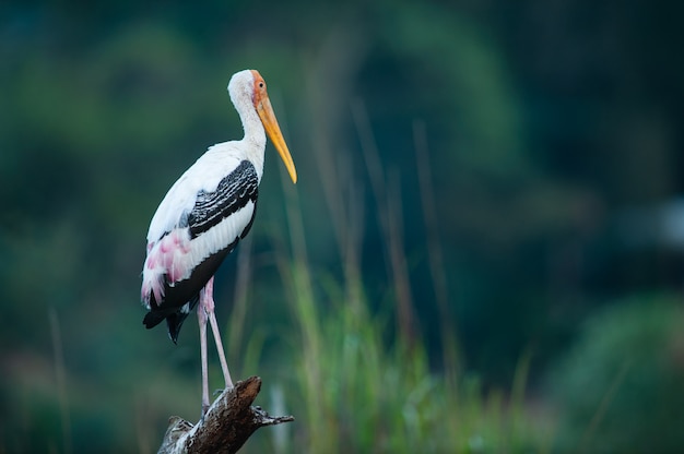 Painted Stork feeding on nature.