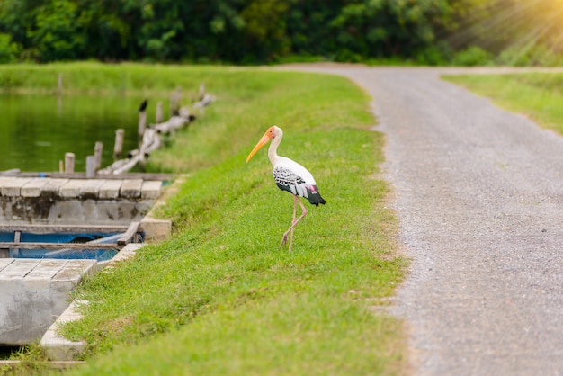 Photo painted stork (mycteria leucocephala)