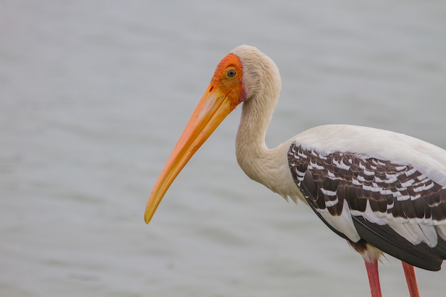 Painted stork, Mycteria leucocephala