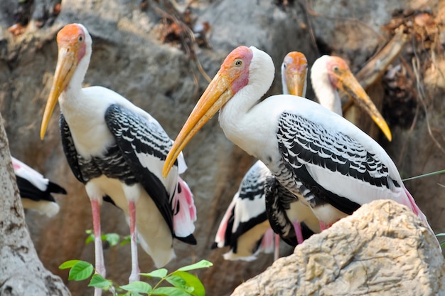 Painted Stork