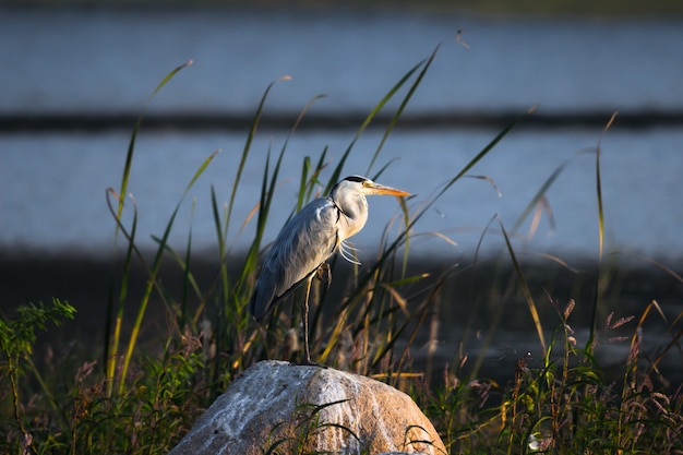 Photo painted storks wet land water bird is a large wading bird in the stork family