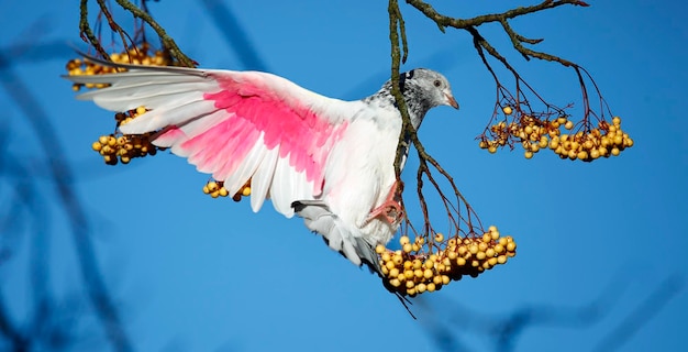 Painted tumbler pigeons eating rowan berries