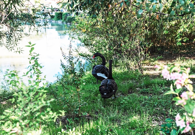 Pair of black swans walking on  green grass by lake mating season romance love of beautiful birds