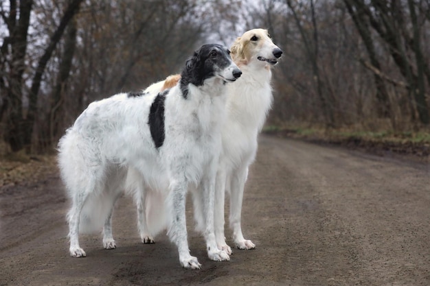 pair of borzoi on road in the forest