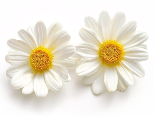 A pair of chamomile blooms with vibrant yellow centers and crisp white petals set against a pure white background The detailed texture of the petals and the intricate structure of the flower