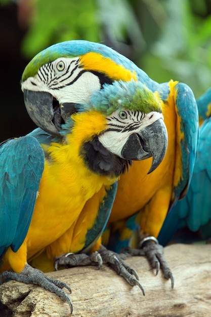 Photo pair of colorful macaws parrots