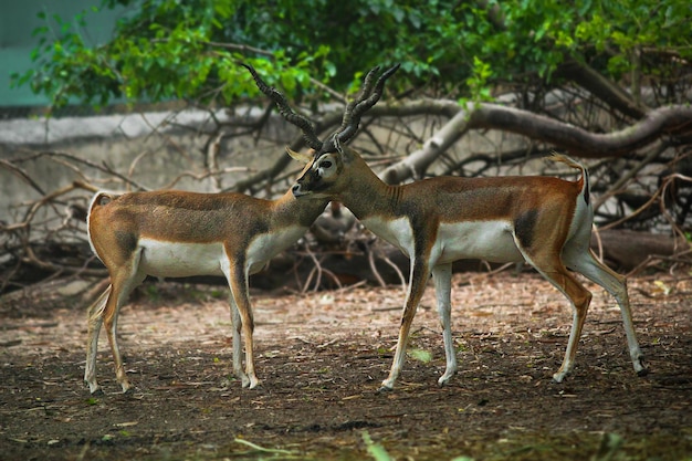 A pair of deer are seen in a zoo.