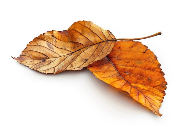 A Pair of Dry Leaves White Background Isolation Two Dry Leaves Standing Alone Against a White Background