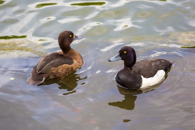 pair of ducks tufted duck floating in a lake.