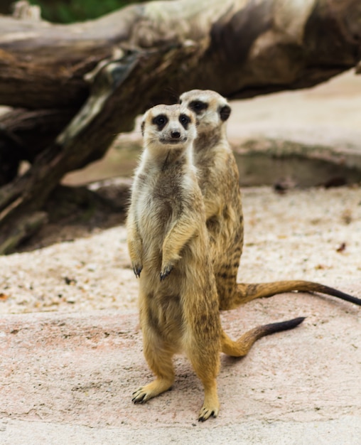 A pair of funny meerkats