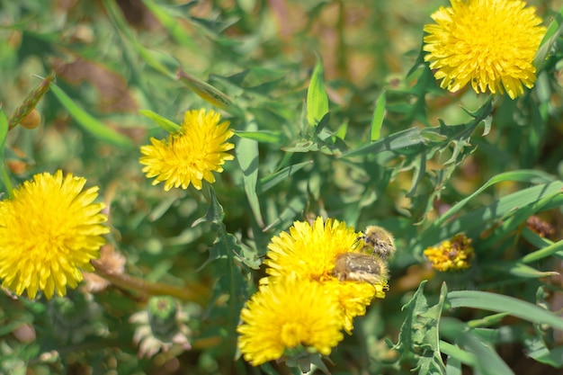 Pair of hairy flying insects on yellow dandelion flowers Spring season