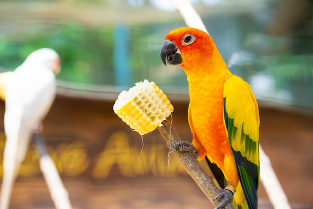 Pair of lovebird a bright orange parrots eating corn. Bird watching