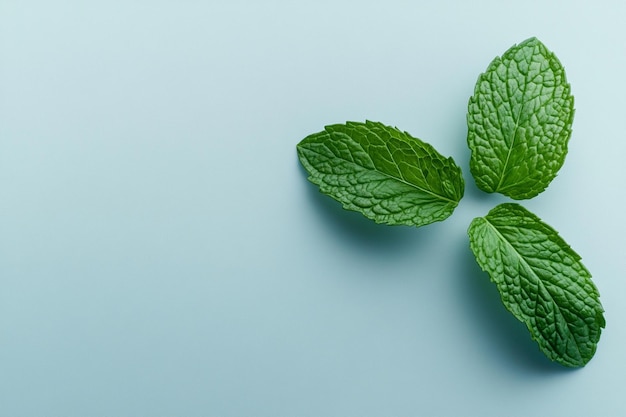 Photo a pair of mint leaves lying flat on a white surface