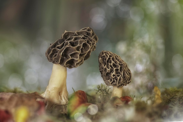 Photo pair of morchellas surrounded by fallen leaves and yellow flowers with the background out of focus