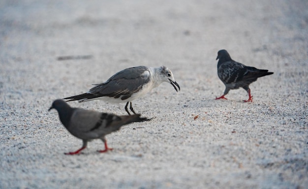 Pair of pigeons and a seagull on a sandy area