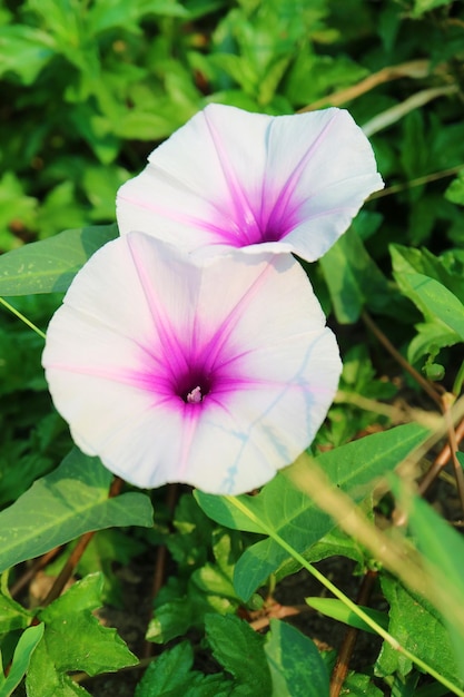 Pair of Pure White with Purple and Pink Morning Glory Flowers in the Sunshine Field